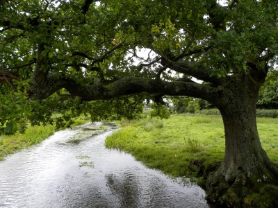 River Itchen, Alresford, Hampshire, UK