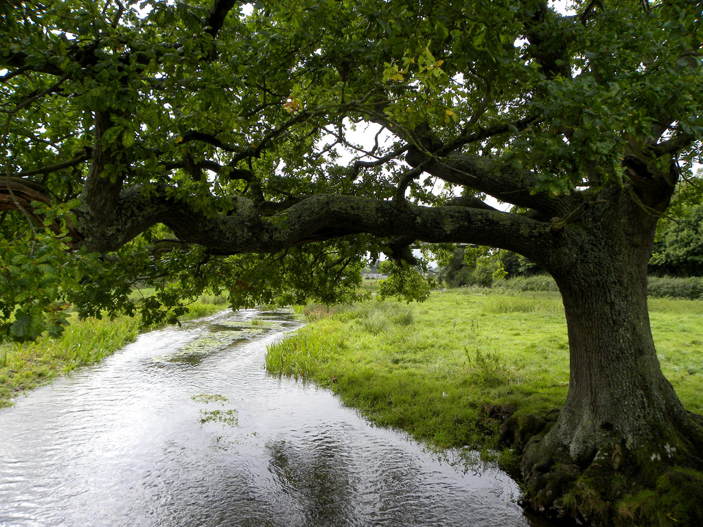 River Itchen, Alresford, Hampshire, UK