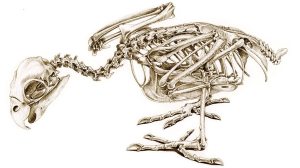 penguin: drawing from The Unfeathered Bird by Katrina van Grouw (Princeton University Press, 2013)