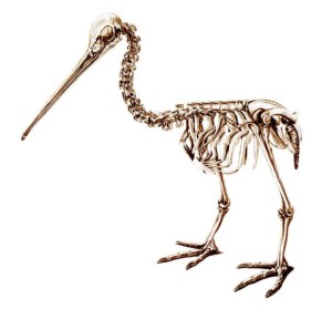 bird-kiwi-300x279
