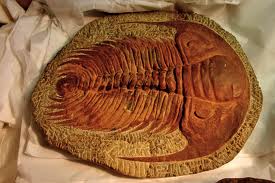 Trilobite