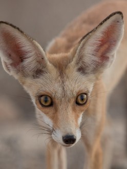 Arabian Red Fox, photograph by Jem Babbington, appears on Birds of Saudi Arabia website