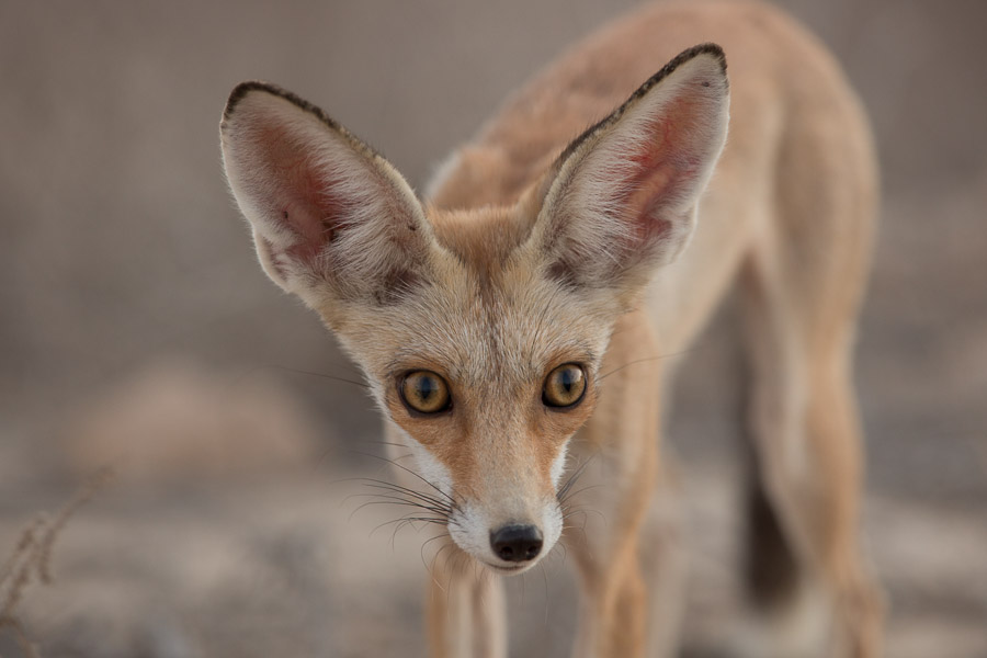 Arabian Red Fox, photograph by Jem Babbington, appears on Birds of Saudi Arabia website