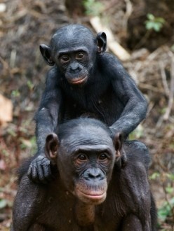 Bonobos