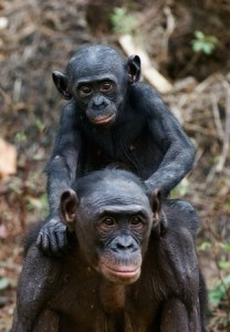 Bonobos