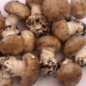 champignons de Paris (Paris mushrooms); from a website of of l'Université Pierre et Marie Curie
