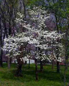 Flowering_Dogwood 2