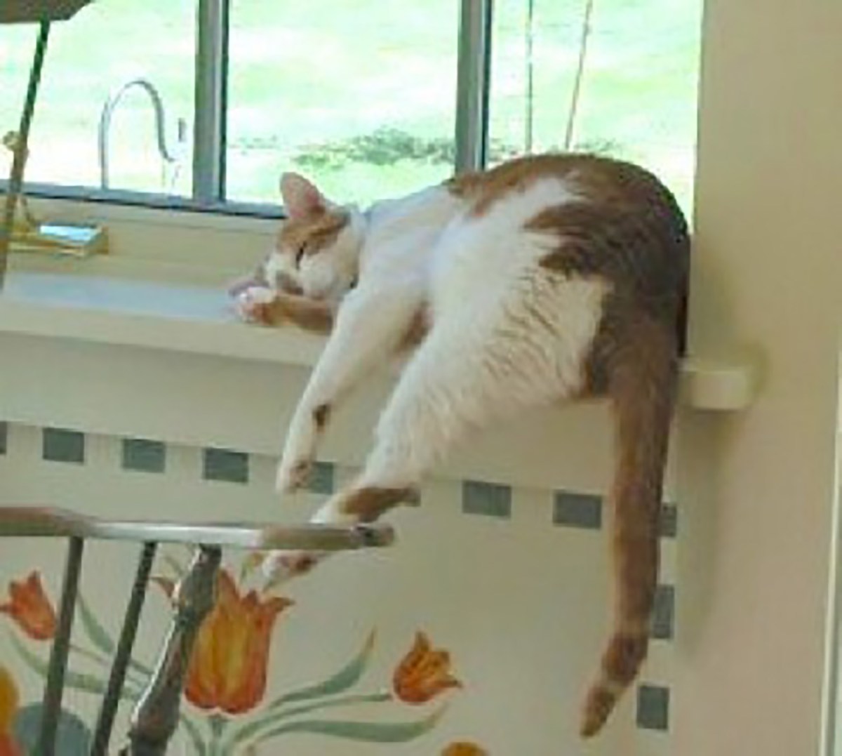 Walter and Alison Cummins' cat Toby, asleep